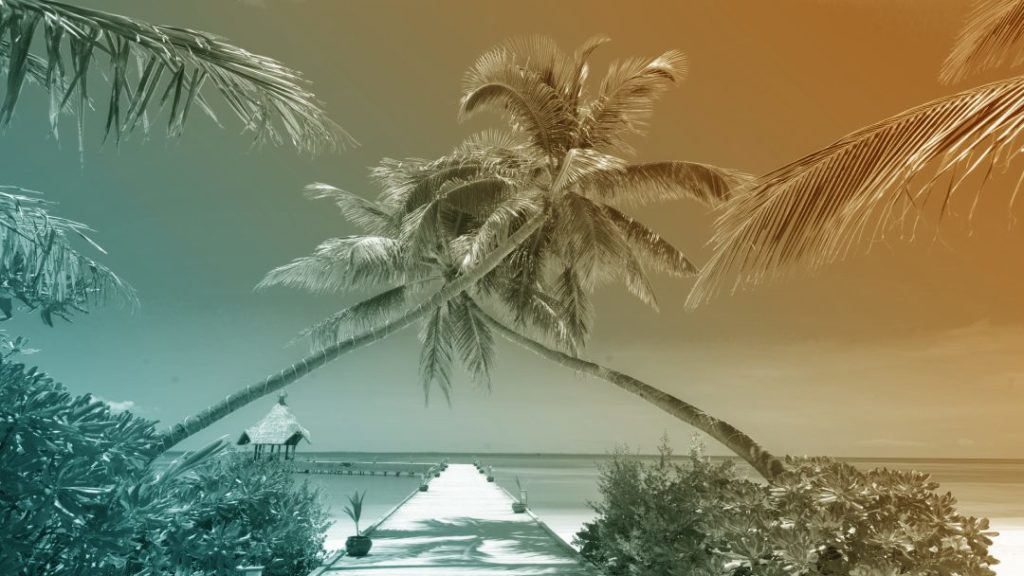 Palmiers sur une plage
